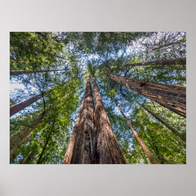 Affiche Redwood Trees | Marin County, California (Devant)