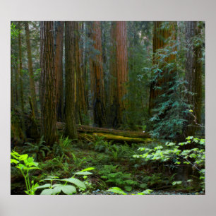 Affiche Redwoods Dans Le Parc National De Muir Woods