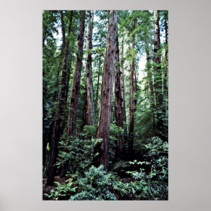 Affiche Redwoods - Monument national de Muir Woods