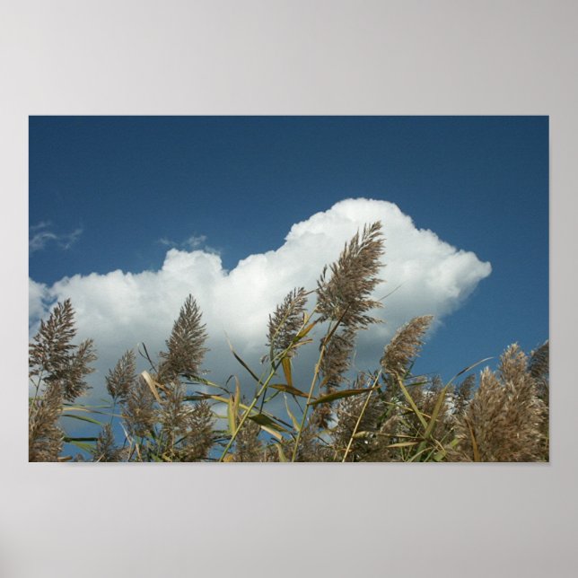 Affiche Reeds (Devant)