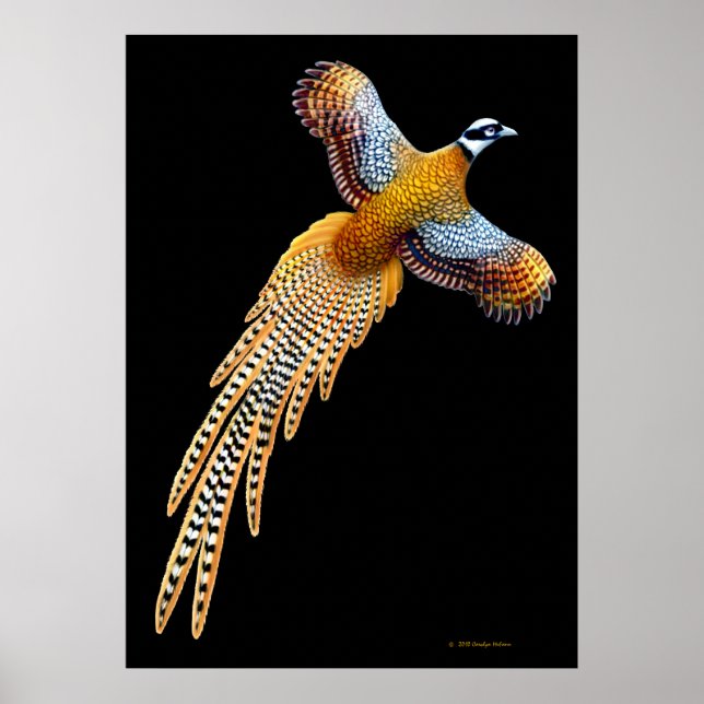 Affiche Reeves Pheasant Flying Print (Devant)