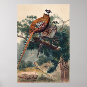 Affiche Reeves Pheasant par Joseph Wolf