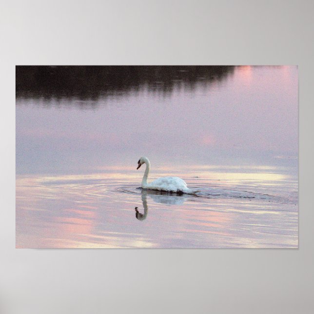 Affiche Reflections de cygnes (Devant)