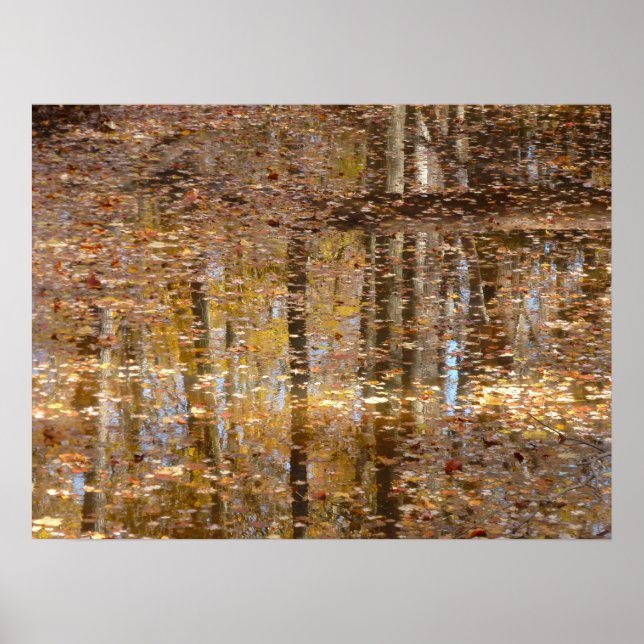 Affiche Reflet dans Still Creek au Greenbelt Park (Devant)