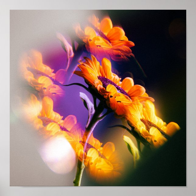 Affiche Reflet de tournesol (Devant)