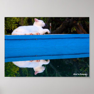 Affiche Reflet d'un chat blanc