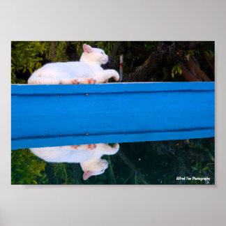 Affiche Reflet d'un chat blanc