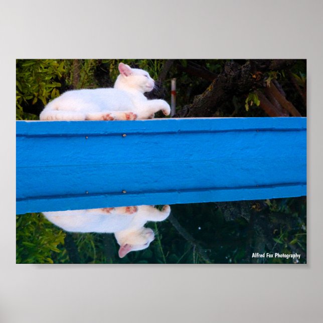 Affiche Reflet d'un chat blanc (Devant)