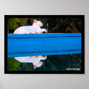Affiche Reflet d'un chat blanc