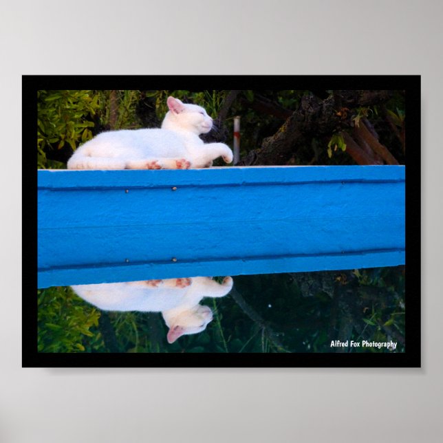 Affiche Reflet d'un chat blanc (Devant)