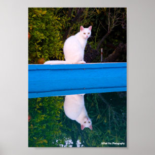 Affiche Reflet d'un portrait de chat blanc