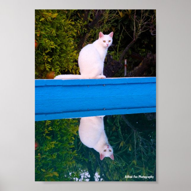 Affiche Reflet d'un portrait de chat blanc (Devant)