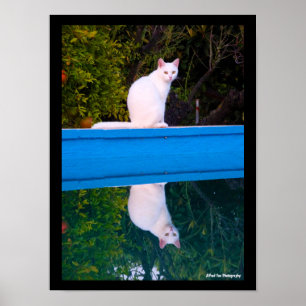 Affiche Reflet d'un portrait de chat blanc