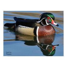 Réflexion de canard de bois mâle Jeu oreiller de s