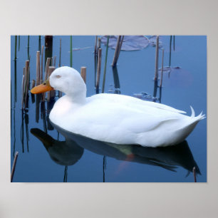 Affiche Réflexion du canard blanc couché