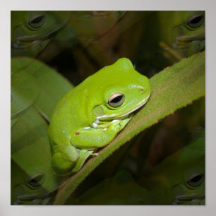 Affiche Réflexions sur la grenouille Imprimer