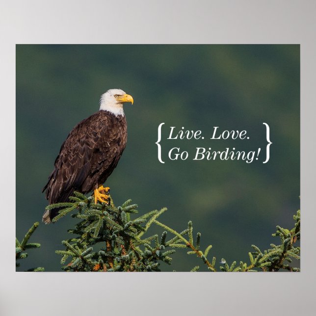 Affiche Regal Bald Eagle (Devant)