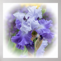 Regal Beares Iris - Violet & Blanc