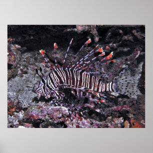 Affiche Regal Lionfish
