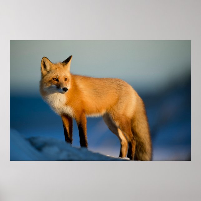 Affiche “Regard de renard doré” (Devant)