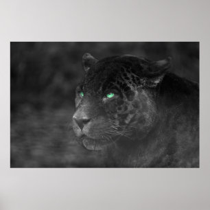 Affiche Regard d'émeraude de Jaguars noirs