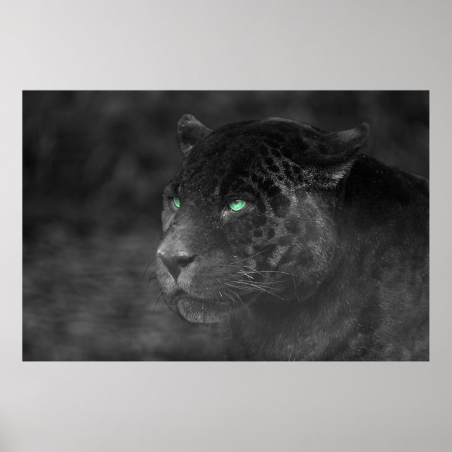 Affiche Regard d'émeraude de Jaguars noirs (Devant)