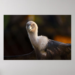 Affiche Regard du Vautour