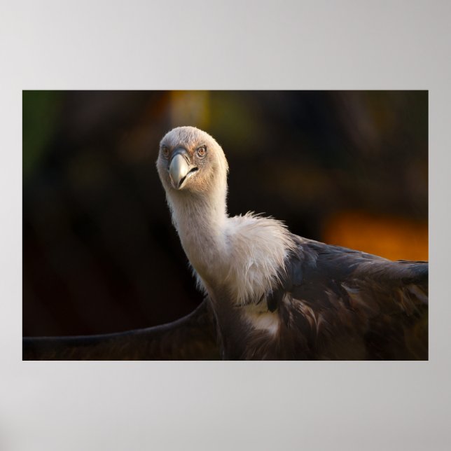 Affiche Regard du Vautour (Devant)