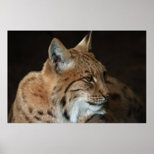 Affiche Regard intense : Gros plan d'un Lynx