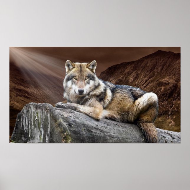 Affiche Regard sur Wolf (Devant)