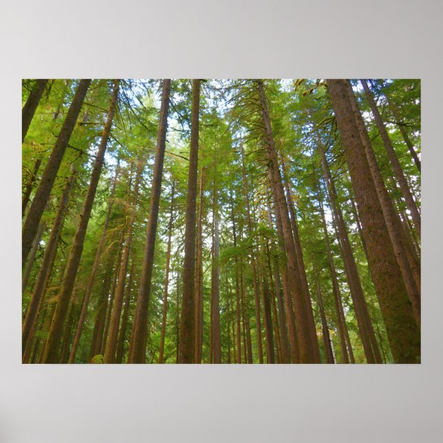 Affiche Regard vers la forêt ancienne (Devant)