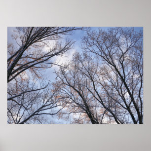 Affiche Regardant les arbres d'hiver le matin