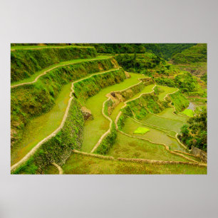 Affiche Regardant les rizières