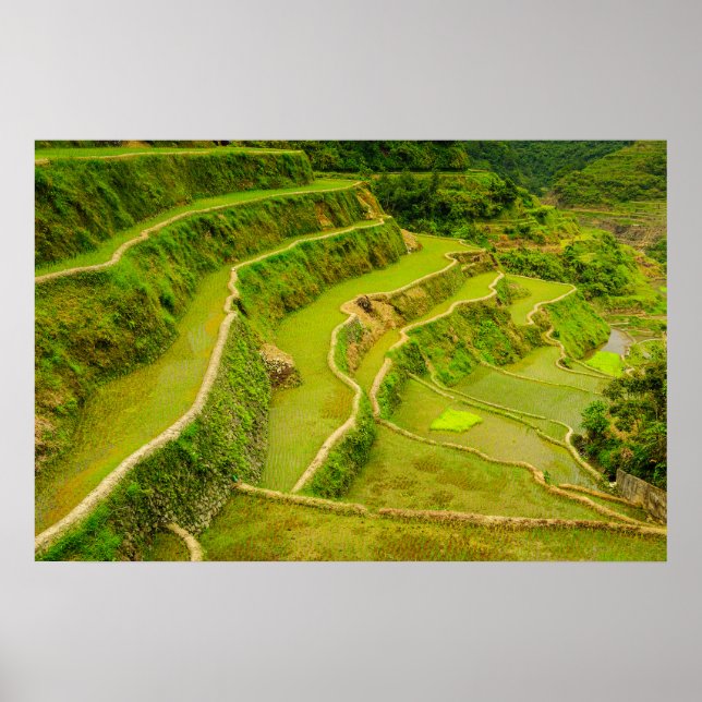 Affiche Regardant les rizières (Devant)