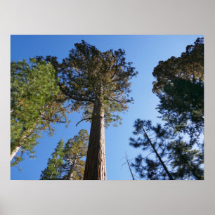 Affiche Regardant vers Mariposa Grove