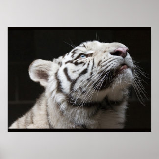 Affiche Regarde la Lumière !