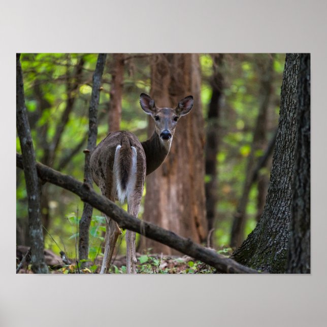 Affiche Regarder le passé (Devant)
