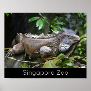Affiche Regardez-moi Lizard Singapore Zoo Holiday