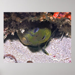 Affiche Regardez un Boo Moray