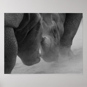 Affiche Réglage des rhinocéros