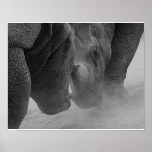 Affiche Réglage des rhinocéros (Devant)