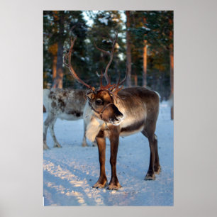 Affiche Reindeer neige Montagne Joli paysage
