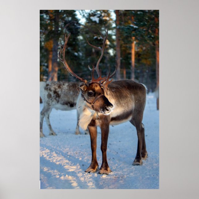 Affiche Reindeer neige Montagne Joli paysage (Devant)