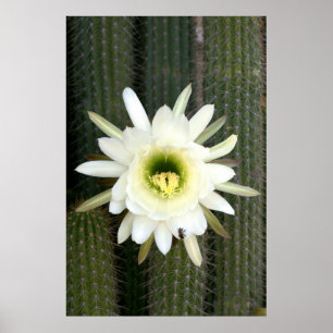 Affiche Reine de la Fleur de Cactus de Nuit, Région du Kar