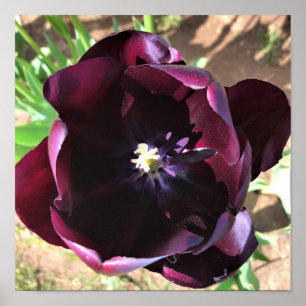 Affiche Reine de la tulipe de nuit