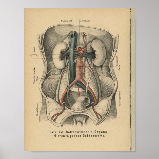 Affiche Reins d'impression Anatomie Allemande vintage 1888 (Devant)