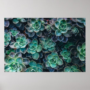 Affiche Relaxant Vert Bleu Succulent Cactus Plantes