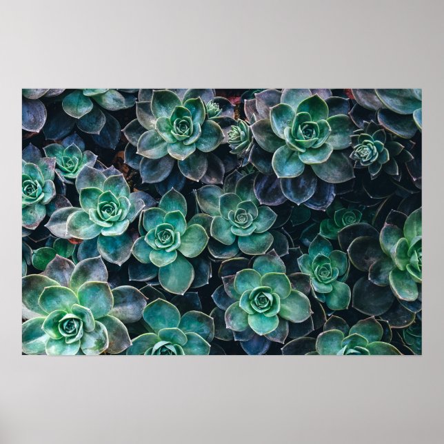 Affiche Relaxant Vert Bleu Succulent Cactus Plantes (Devant)