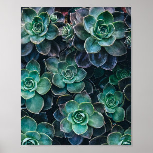 Affiche Relaxant Vert Bleu Succulent Cactus Plantes