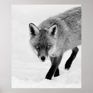 Affiche Renard à sonde